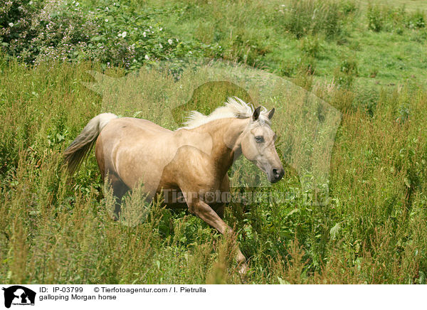 galoppierendes Morgan Horse / galloping Morgan horse / IP-03799