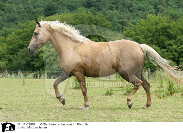 trabendes Morgan Horse / trotting Morgan horse / IP-03802