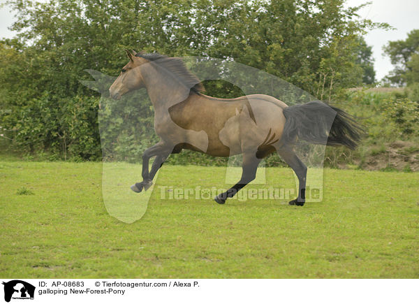 galoppierendes New-Forest-Pony / galloping New-Forest-Pony / AP-08683