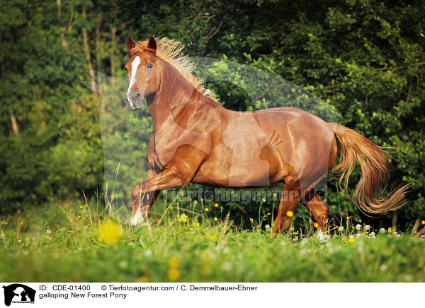 galloping New Forest Pony / CDE-01400