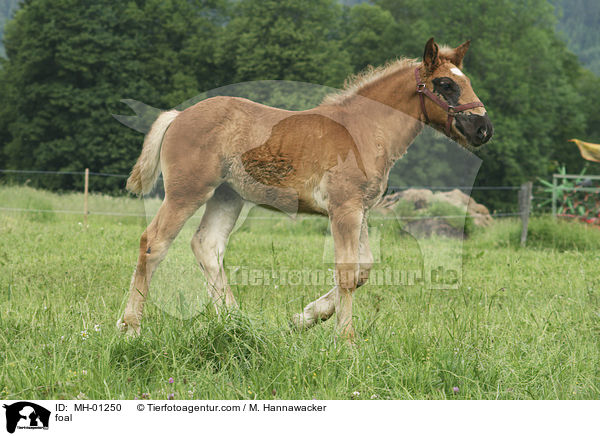Noriker Fohlen / foal / MH-01250