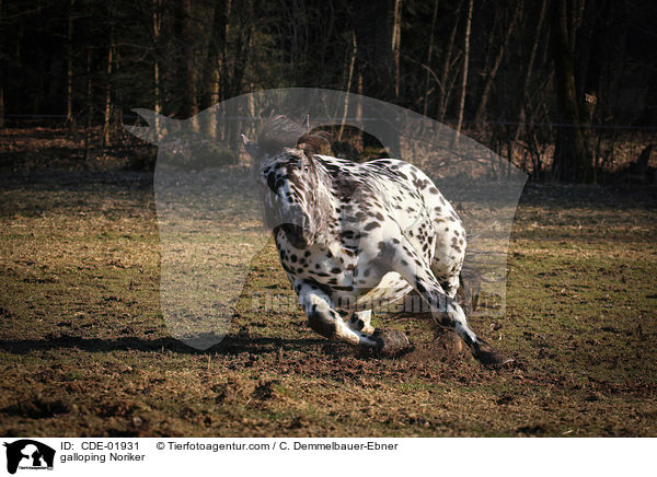 galoppierender Noriker / galloping Noriker / CDE-01931