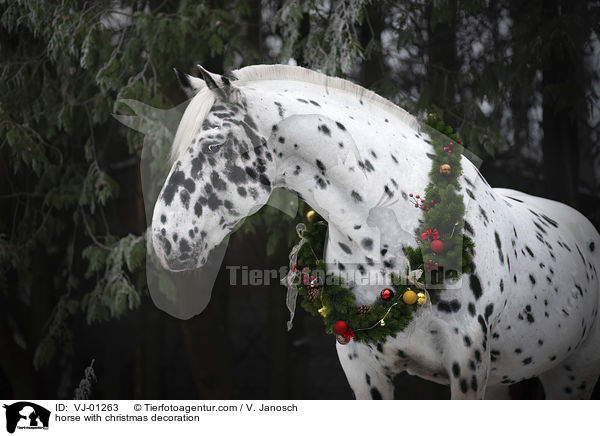 Pferd mit Weihnachtsdeko / horse with christmas decoration / VJ-01263