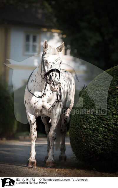 stehender Noriker / standing Noriker Horse / VJ-01472