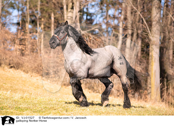 galoppierender Noriker / galloping Noriker Horse / VJ-01527