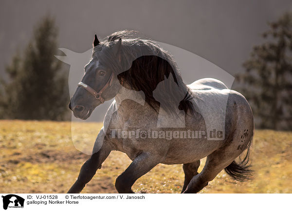 galoppierender Noriker / galloping Noriker Horse / VJ-01528