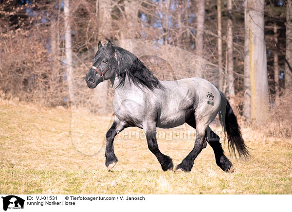 rennender Noriker / running Noriker Horse / VJ-01531