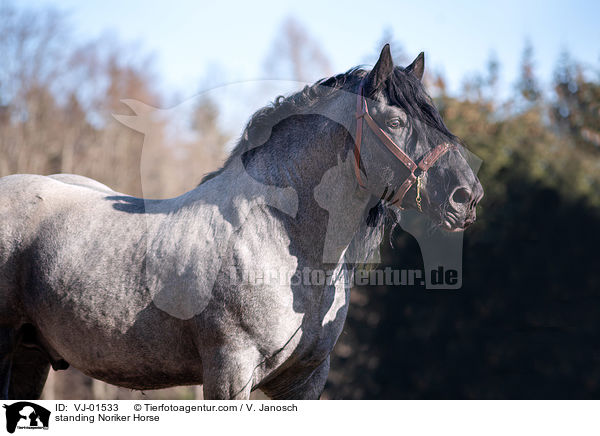 stehender Noriker / standing Noriker Horse / VJ-01533