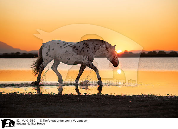 trabender Noriker / trotting Noriker Horse / VJ-01589