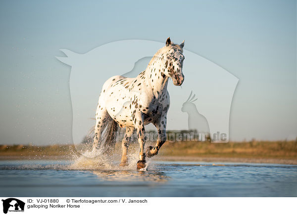 galoppiereder Noriker / galloping Noriker Horse / VJ-01880