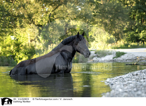 badender Noriker / bathing Noriker / VJ-02803