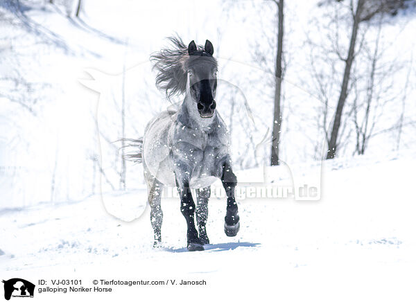 galoppierender Noriker / galloping Noriker Horse / VJ-03101
