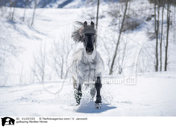 galoppierender Noriker / galloping Noriker Horse / VJ-03103