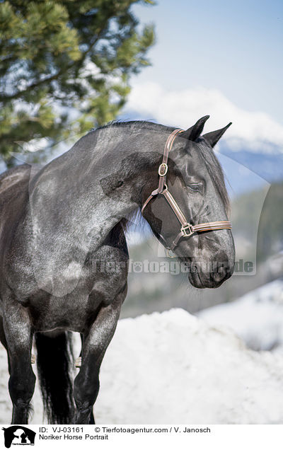 Noriker Portrait / Noriker Horse Portrait / VJ-03161