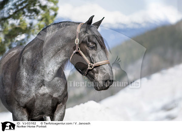 Noriker Portrait / Noriker Horse Portrait / VJ-03162