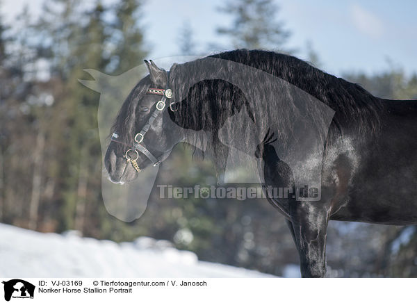 Noriker Horse Stallion Portrait / VJ-03169