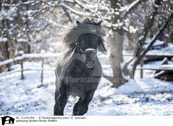 galoppierender Noriker Hengst / galloping Noriker Horse Stallion / VJ-03194