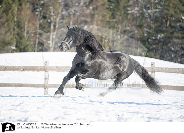 galloping Noriker Horse Stallion / VJ-03231