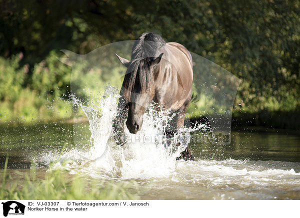 Noriker im Wasser / Noriker Horse in the water / VJ-03307