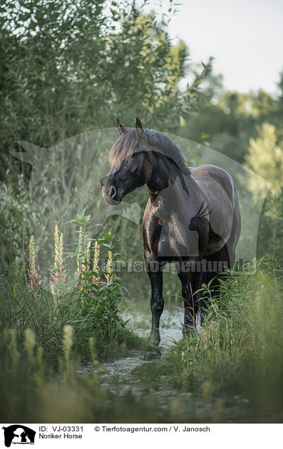 Noriker Horse / VJ-03331
