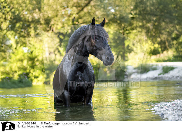 Noriker Horse in the water / VJ-03346