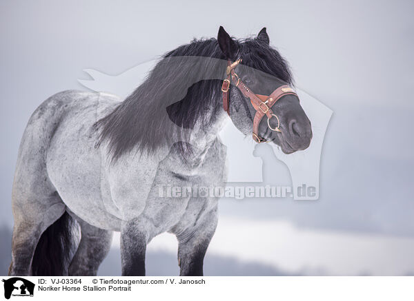 Noriker Horse Stallion Portrait / VJ-03364