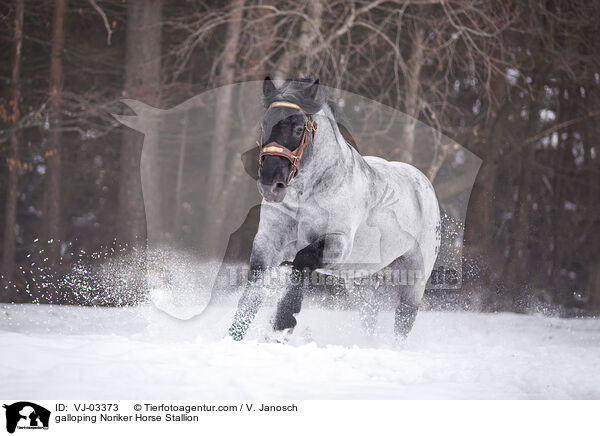 galoppierender Noriker Hengst / galloping Noriker Horse Stallion / VJ-03373