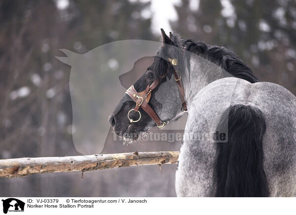 Noriker Hengst Portrait / Noriker Horse Stallion Portrait / VJ-03379
