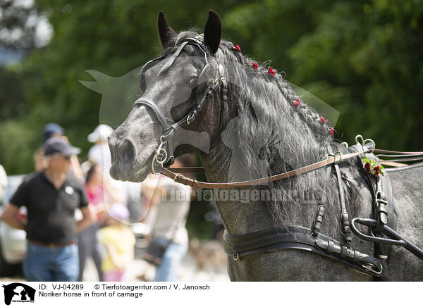 Noriker horse in front of carriage / VJ-04289