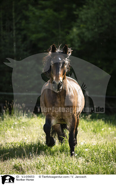 Noriker / Noriker Horse / VJ-05653