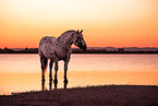 standing Noriker Horse