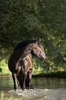 Noriker Horse in the water