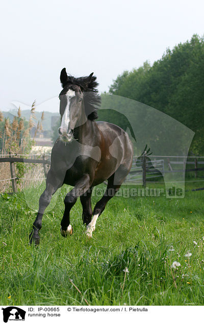 running horse / IP-00665