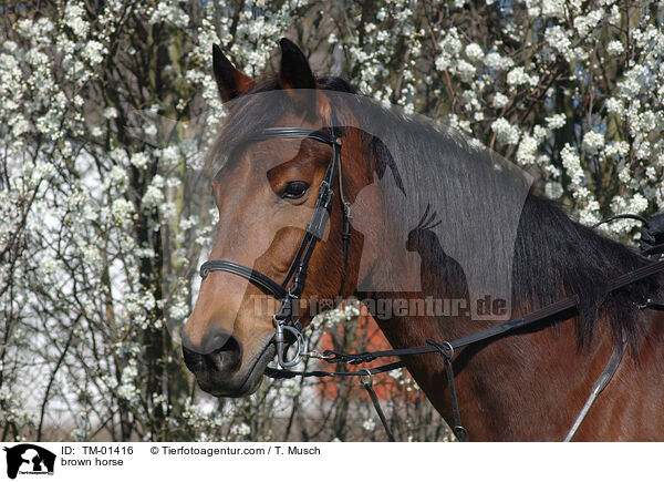 Oldenburger Portrait / brown horse / TM-01416