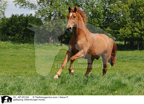 galloping Oldenburger horse / AP-05194