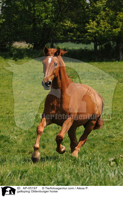 galloping Oldenburger horse / AP-05197