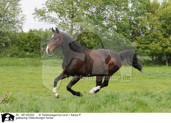 galoppierender Oldenburger / galloping Oldenburger horse / AP-05202