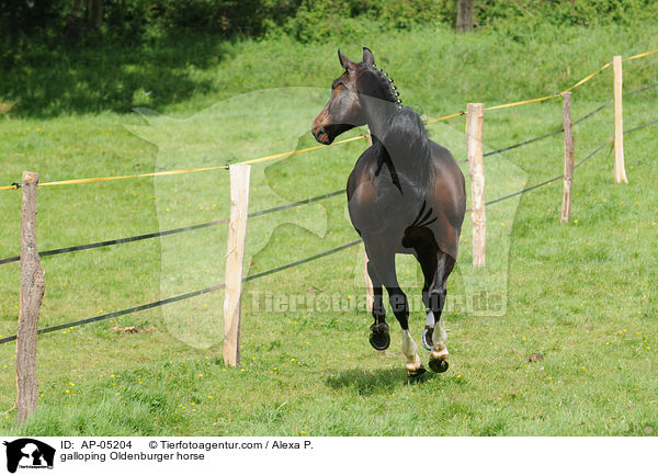 galoppierender Oldenburger / galloping Oldenburger horse / AP-05204