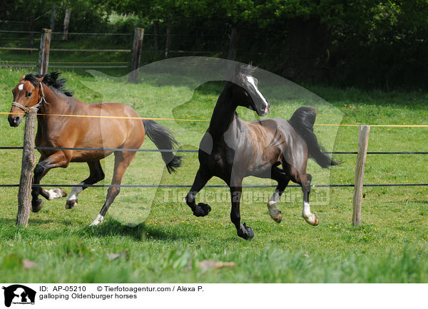 galoppierende Oldenburger / galloping Oldenburger horses / AP-05210