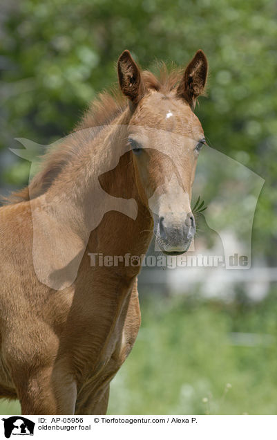 oldenburger foal / AP-05956
