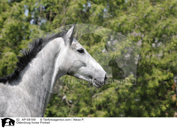 Oldenburg horse Portrait / AP-08189