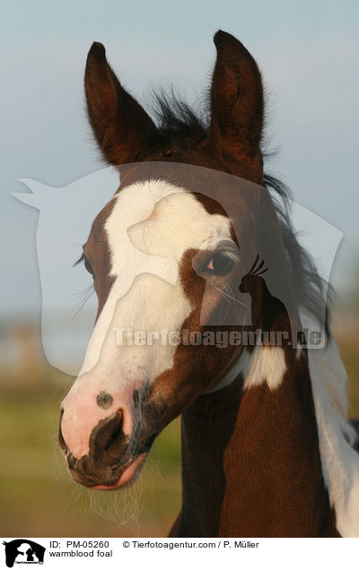 warmblood foal / PM-05260