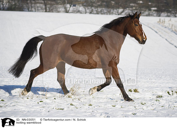 trotting warmblood / NN-03051