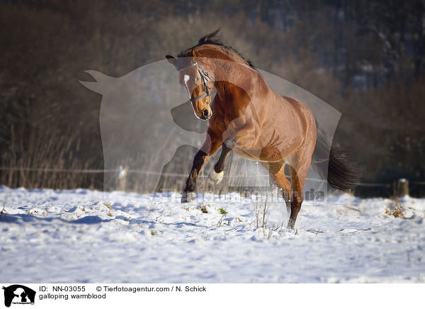 galloping warmblood / NN-03055