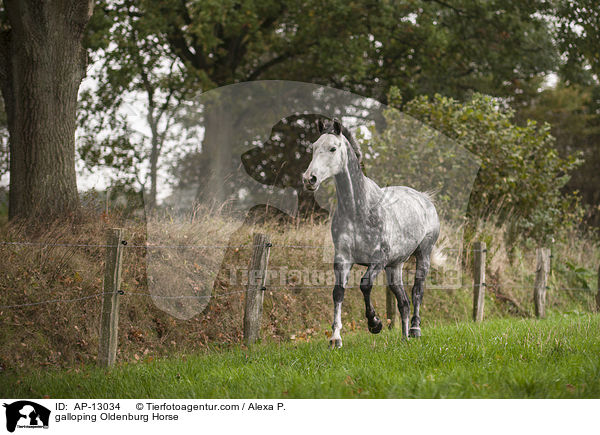 galoppierender Oldenburger / galloping Oldenburg Horse / AP-13034