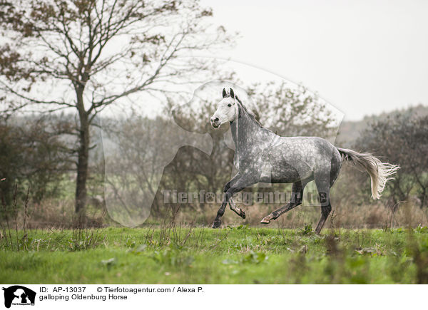 galoppierender Oldenburger / galloping Oldenburg Horse / AP-13037