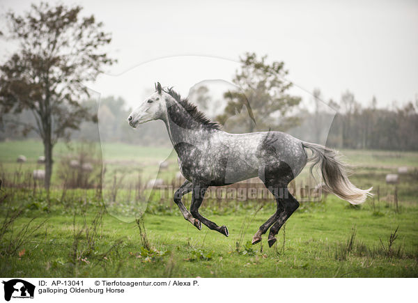 galoppierender Oldenburger / galloping Oldenburg Horse / AP-13041