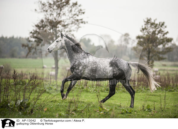 galoppierender Oldenburger / galloping Oldenburg Horse / AP-13042