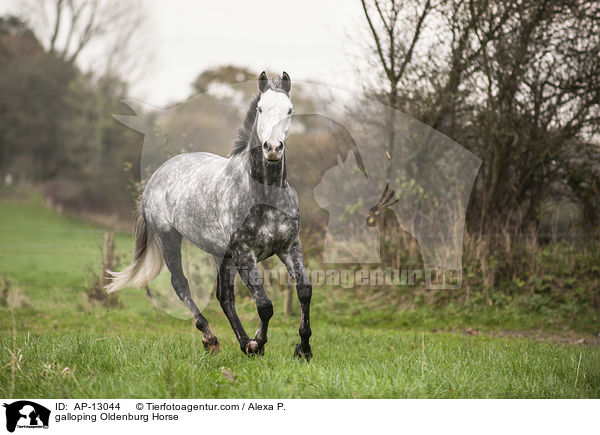 galoppierender Oldenburger / galloping Oldenburg Horse / AP-13044