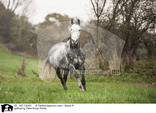 galoppierender Oldenburger / galloping Oldenburg Horse / AP-13045
